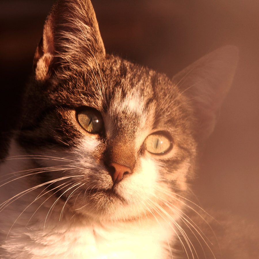 A photo of a tabby cat in sunlight, with markings sitting slightly off-centre on her face and a white chest.