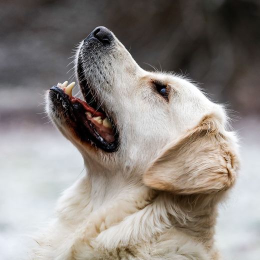 The original phone photo of the golden retriever.